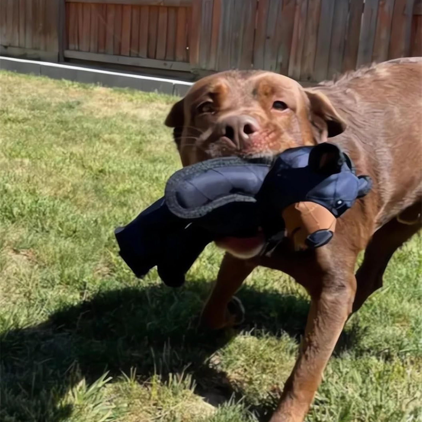 Dog Teething Training  Mighty Bear Pet Toys Durable Tough Heavy Duty Chewer Dog Toy Gifts for Puppy Dog Toys